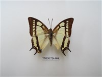 藏品(小雙尾蛺蝶)的圖片